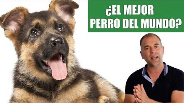 Видео El Pastor Alemán 😱 Un Super Perro MUY Complicado [¿O NO?] на русском