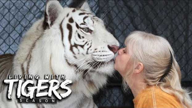 Video There's A Tiger In My Garden! | LIVING WITH TIGERS SEASON en français