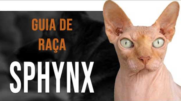 Video SPHYNX - Tudo sobre a raça en français
