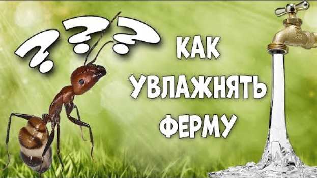 Video Как увлажнять муравьиную ферму? in English