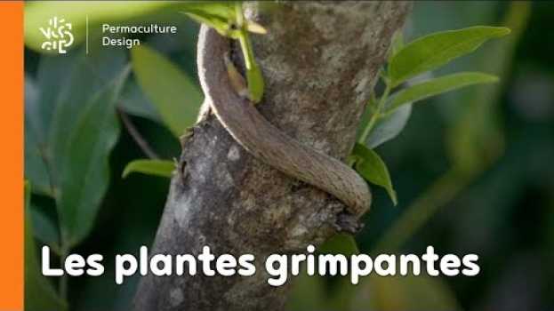 Video Introduction aux plantes grimpantes in English