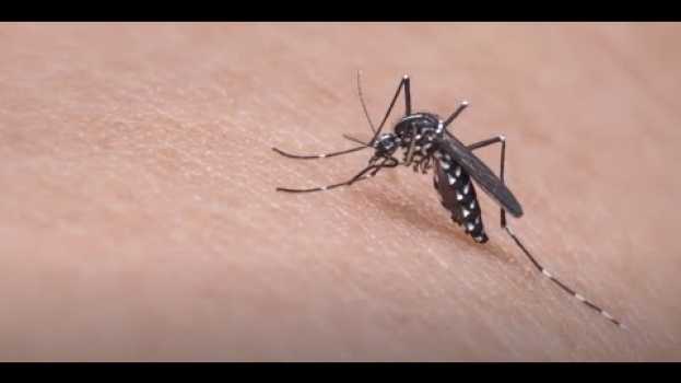 Video Stanford researchers anticipate rise of some mosquito-borne diseases en Español