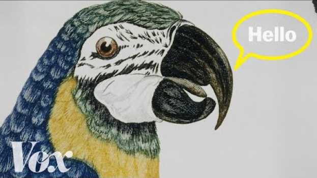 Video Why parrots can talk like humans em Portuguese