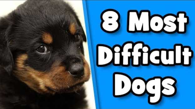 Видео Difficult Dog Breeds - 8 Worst Dogs For First Time Owners на русском