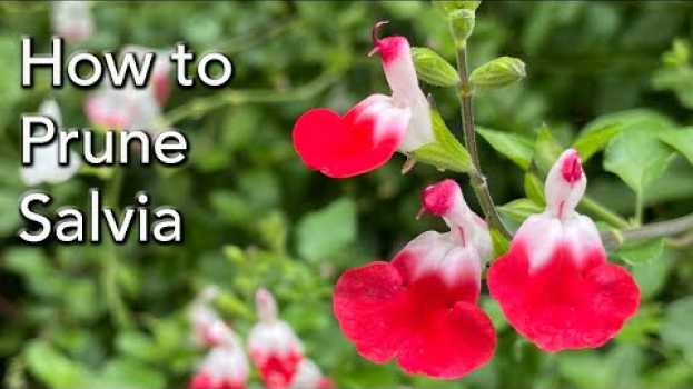 Video How and When to Prune Three Types of Salvias - including Leucantha and Hot Lips em Portuguese
