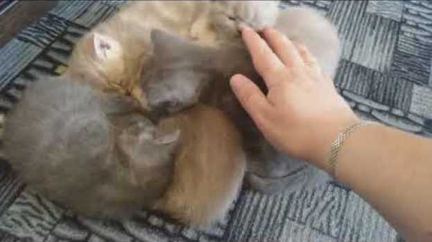 Video Самый милый котенок в мире, да не один! (Семейное видео - VivaVideo) su italiano