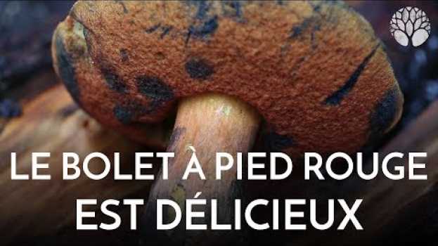 Video Le bolet à pied rouge, bleuissant est un régal bien cuit en français