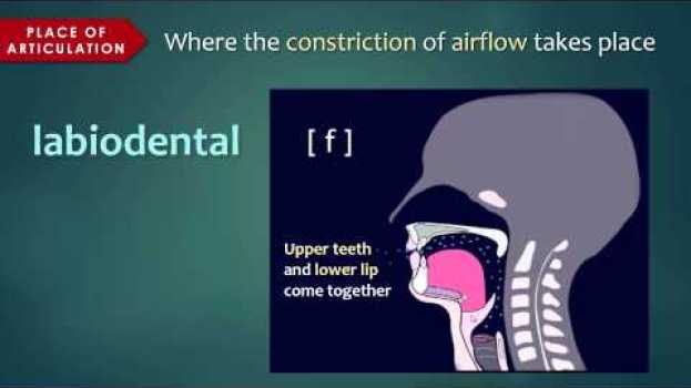 Video Introduction to Articulatory Phonetics (Consonants) in English