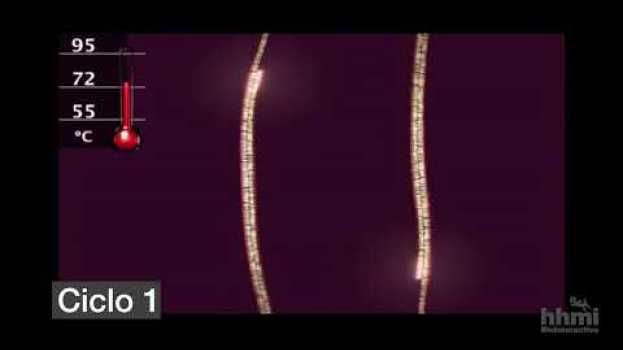 Video Reacción en cadena de la polimerasa (PCR) | Video HHMI BioInteractive em Portuguese