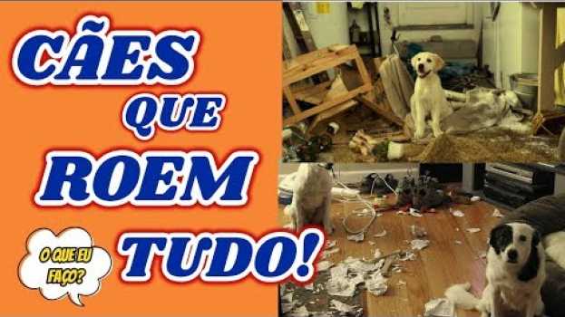 Video Meu cachorro destrói tudo que vê pela frente, e agora? em Portuguese