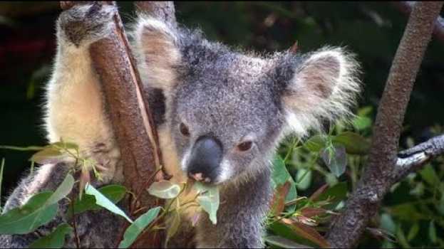 Видео Découverte | Les koalas ont soif на русском