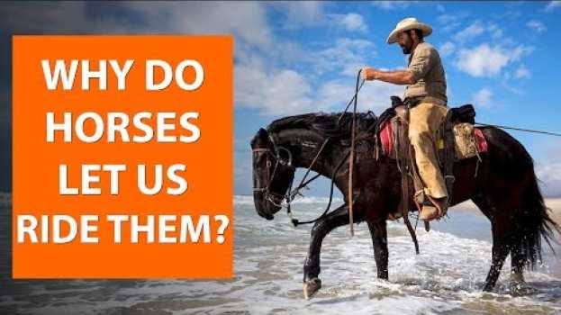 Video Why do horses let us ride them? | Horse Facts en Español