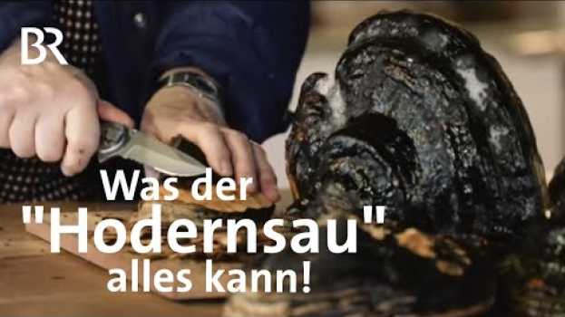 Видео Baumpilz - Zunderschwamm für alle Fälle: Der Hodernsau hat´s in sich! | Zwischen Spessart& Karwendel на русском