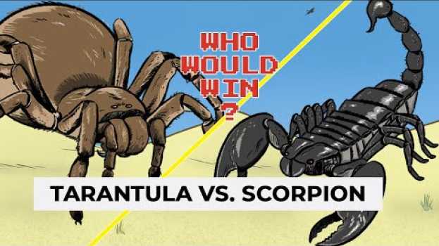 Video Ever wondered who’d win in a fight between a scorpion and tarantula? A venom scientist explains en français