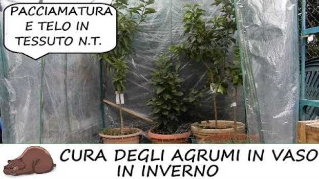 Video Come proteggere gli agrumi in vaso in inverno su italiano