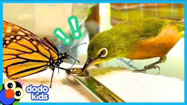 Video Anything Can Happen When You Live In A House Full Of Birds | Animal Videos For Kids | Dodo Kids na Polish