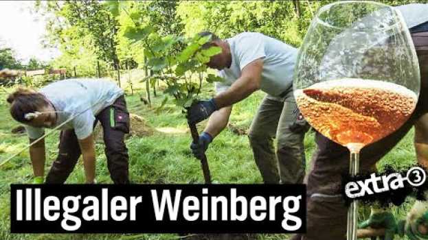 Video Der Reale Irrsinn: Weinberg in Celle wird platt gemacht | extra 3 | NDR su italiano