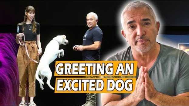 Video How To Calm An Excited Dog (First Meeting) - Live Dog Demo! en français