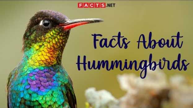 Видео Hummingbird Facts And More About The Smallest Bird Species на русском