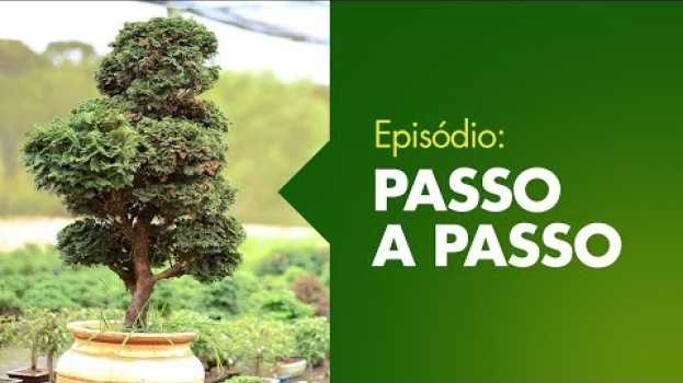 Video Como podar um Bonsai? em Portuguese