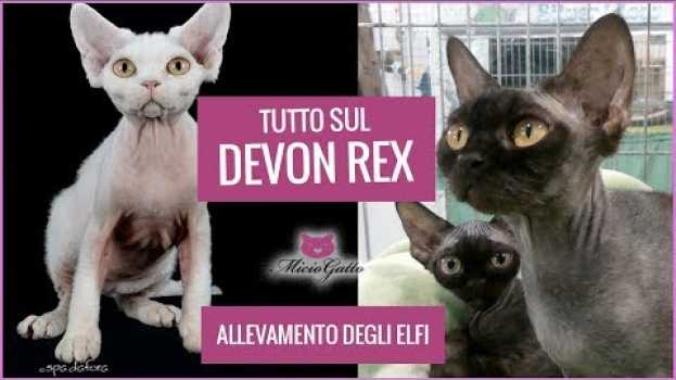 Video Devon Rex: carattere, aspetto e prezzo raccontati dall'allevamento degli Elfi e i suoi cuccioli su italiano