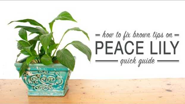 Video How to Prune Brown Tips on a Peace Lily (Quick Guide) en français