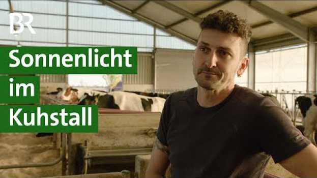Video Milch mit Vitamin D3: Mehr Licht im Stall für gesunde Kuhmilch | Unser Land | BR na Polish