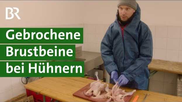 Video Brustbeinbrüche bei Legehennen: Kein Tierwohl im Hühnerstall? | Landwirtschaft | Unser Land | BR en français