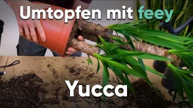 Video Wie topfe ich eine Yucca um? - Umtopfen mit feey en Español