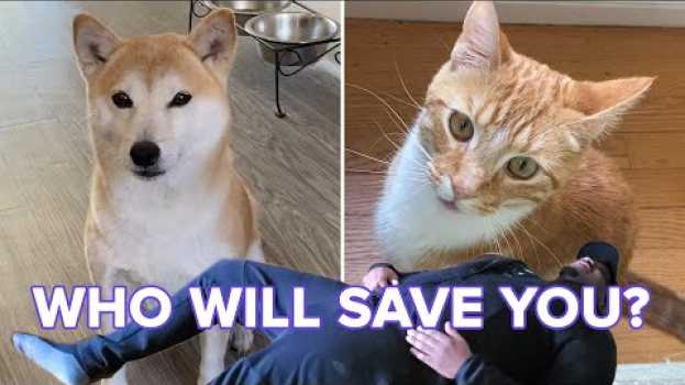 Video Cats And Dogs React To Their Owners “Playing Dead” in English