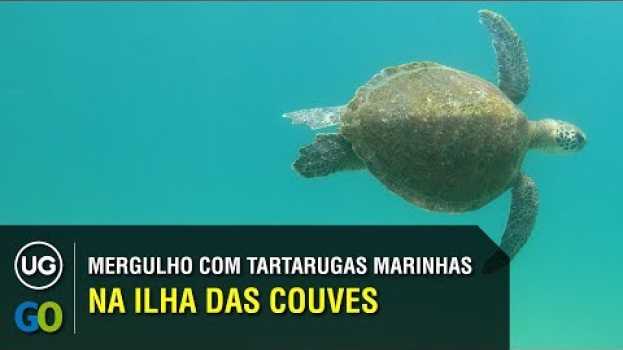 Video Mergulho na Ilha das Couves com Tartarugas Marinhas (snorkeling e mergulho em Ubatuba) in Deutsch