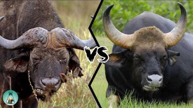 Video CAPE BUFFALO VS INDIAN GAUR - Which is more powerful? em Portuguese