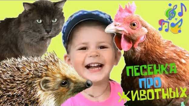 Video Детские песни: ёжик, курица и еще животные. Контактный зоопарк en Español