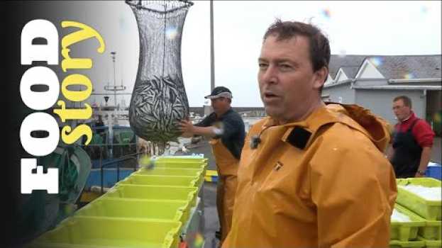 Video Ces marins repèrent les sardines à l'œil nu in English