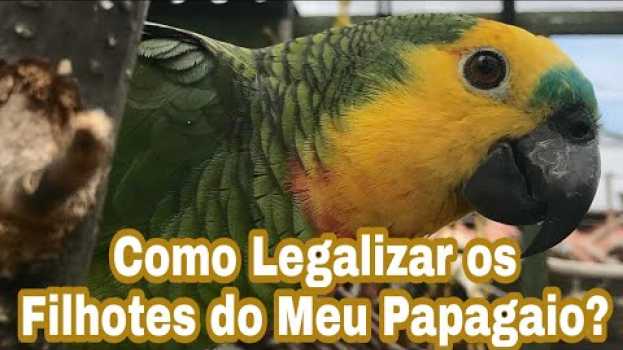 Видео Como Legalizar o Filhote do Meu Papagaio? на русском