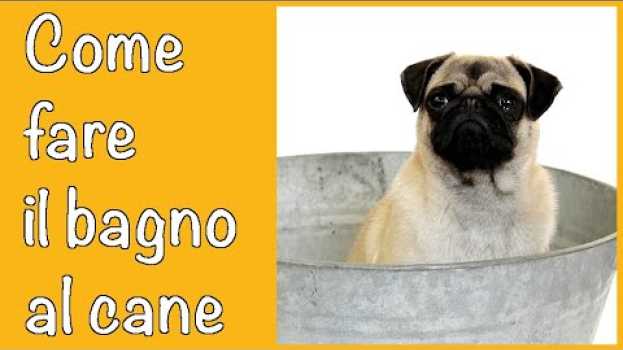 Video Suggerimenti su come (e quando) fare il bagno al cane | Qua la zampa (Addestramento/educazione) en français