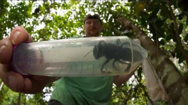 Video World’s Largest Bee Makes Comeback And We Are SCARED em Portuguese