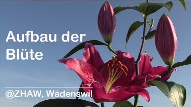 Video Aufbau der Blüte in Deutsch