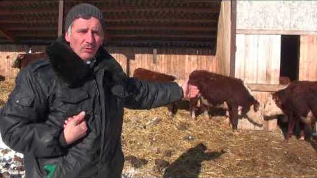 Video Почему мы не продаем мясных бычков na Polish