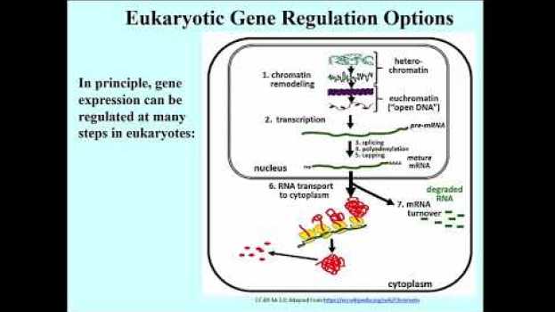 Video 221-2 Many Options for Regulating Eukaryotic Genes na Polish