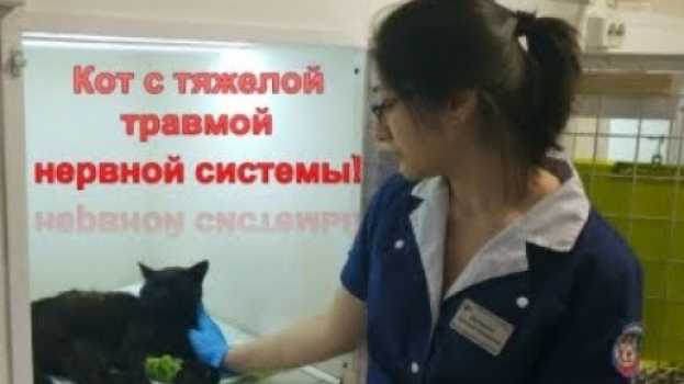 Видео Кот был в состоянии комы, но пришел в себя, и продолжает бороться... на русском
