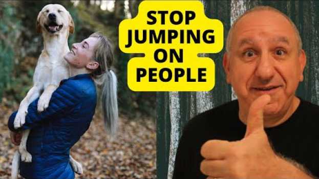 Video 4 steps to Stop your dog From JUMPING on people en Español