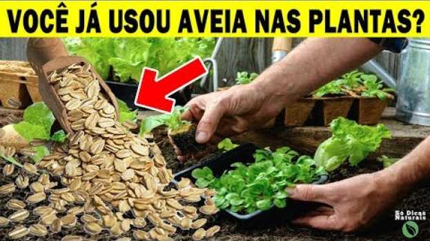 Video Adubo Caseiro de Aveia Para Plantas - Receita Caseira Só Dicas Naturais in English