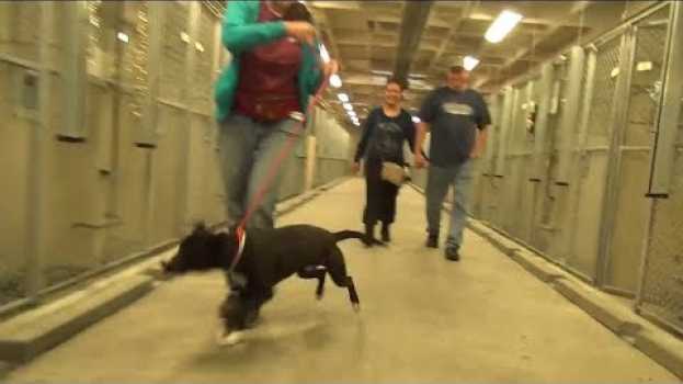 Video Невероятно трогательный момент, реакция собаки когда она поняла, что ее приютят en Español