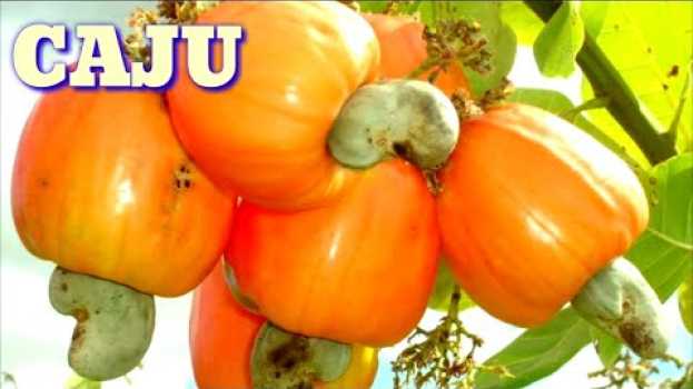 Video Caju, como plantar caju pela semente en français