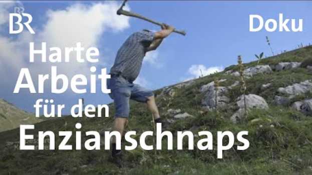Видео Enzian aus dem Allgäu: Wurzeln zum Schnaps brennen | Zwischen Spessart und Karwendel |  Doku | BR на русском