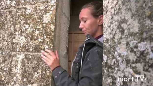 Video La Ville de Niort favorise l'implantation du faucon pèlerin par la pose de nichoirs en Español