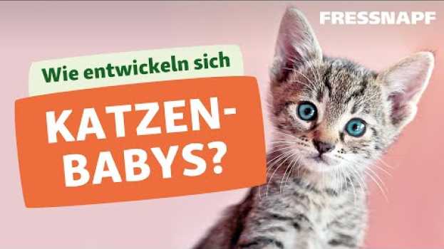 Video Die Entwicklung von Katzenbabys / Kitten en français