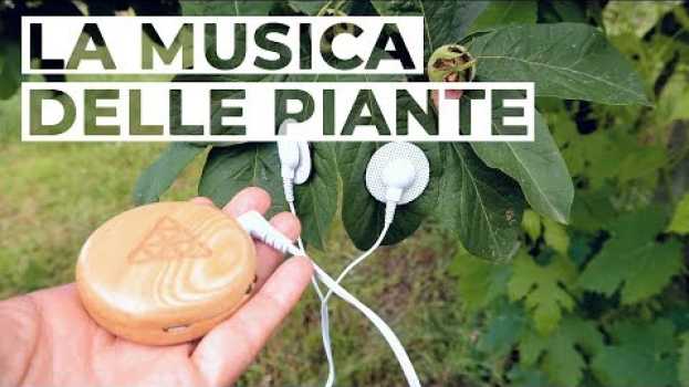 Video LA MUSICA delle PIANTE. Sinfonie dal Bosco em Portuguese