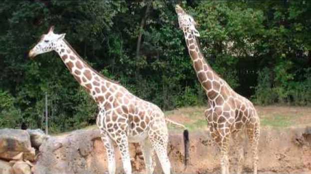 Video How Giraffes Mate, and Why It Matters en Español